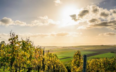 Création d’un site internet pour un viticulteur en Alsace