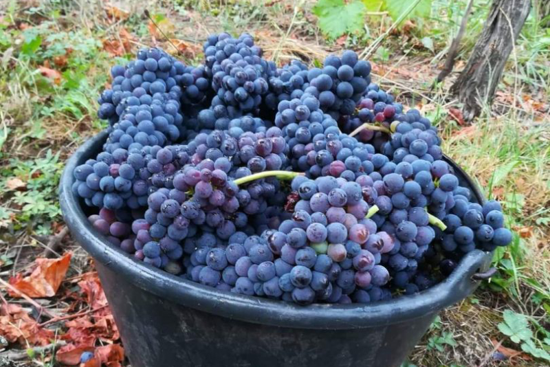 seau de raisins dans le vignobles alsaciens